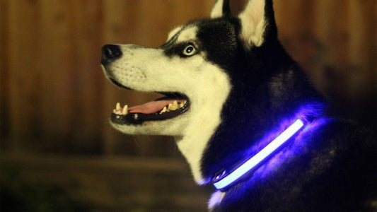 LED Light Up Dog Collar - Safety Night Walking Pet Collar Online